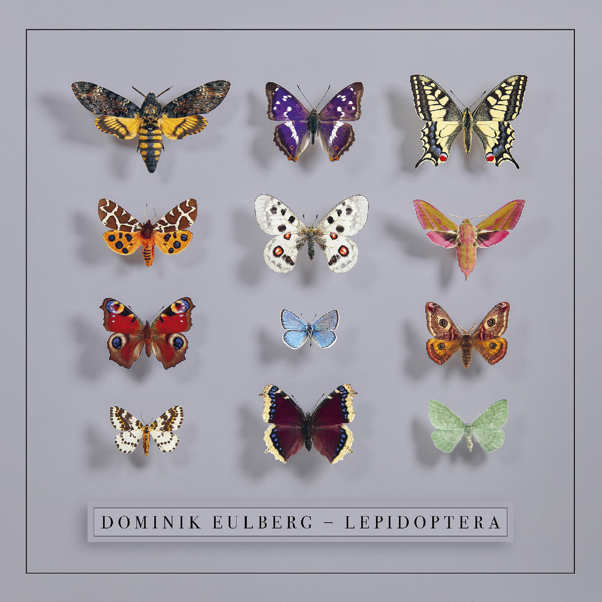 Dominik Eulberg - Lepidoptera (CD) | Mint (M) Mint (M)--Music History