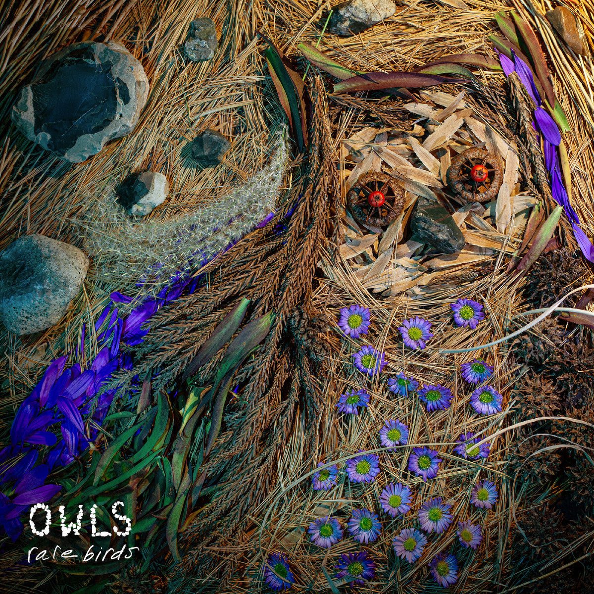 Owls - Rare Birds |-Music History
