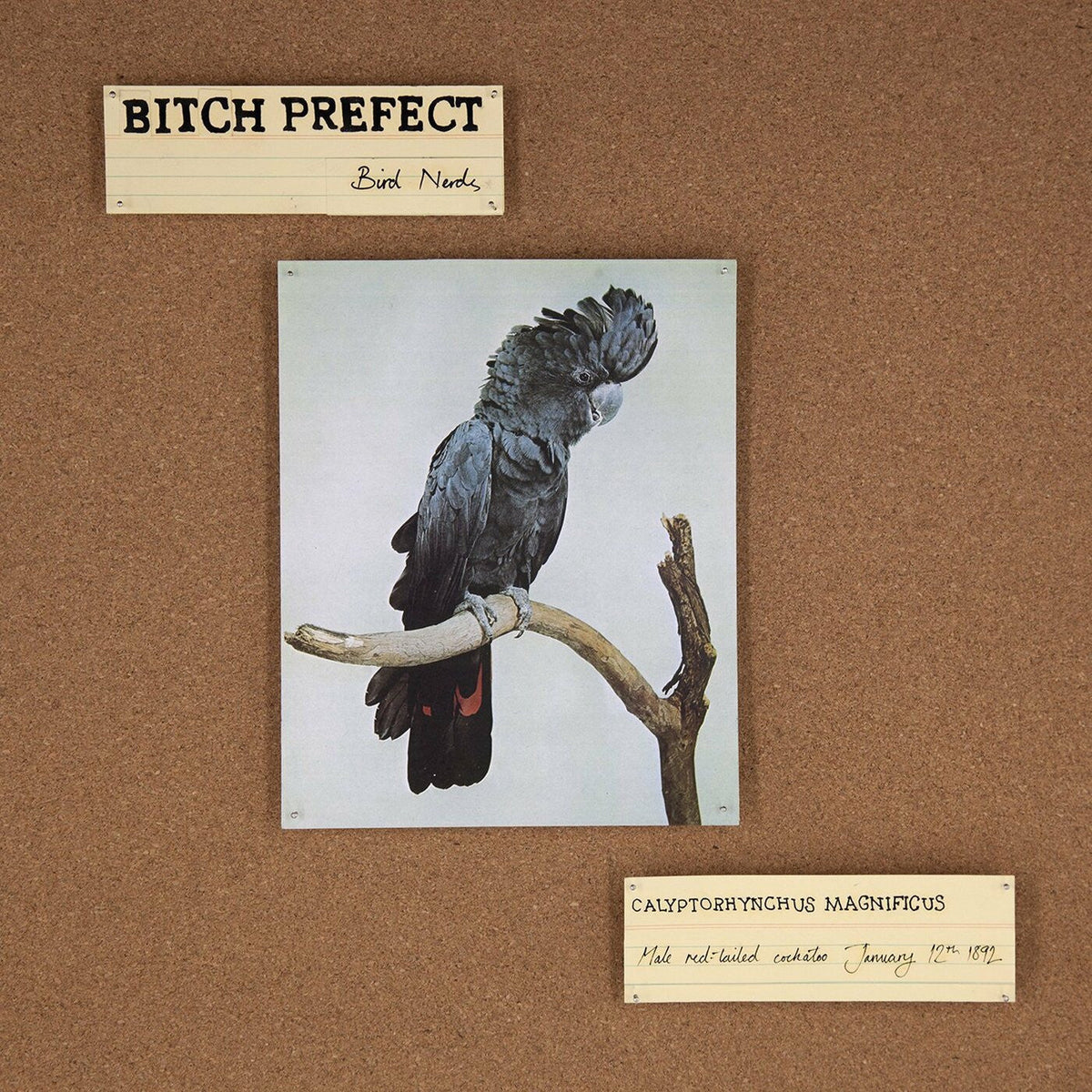 Bitch Prefect - Bird Nerds (CD) |-Music History