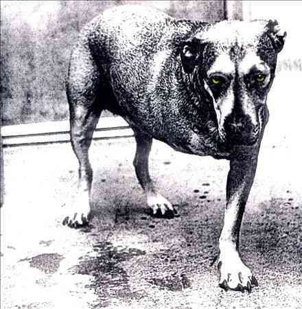 Alice In Chains - Alice in Chains (CD) | Mint (M) Mint (M)-Music History