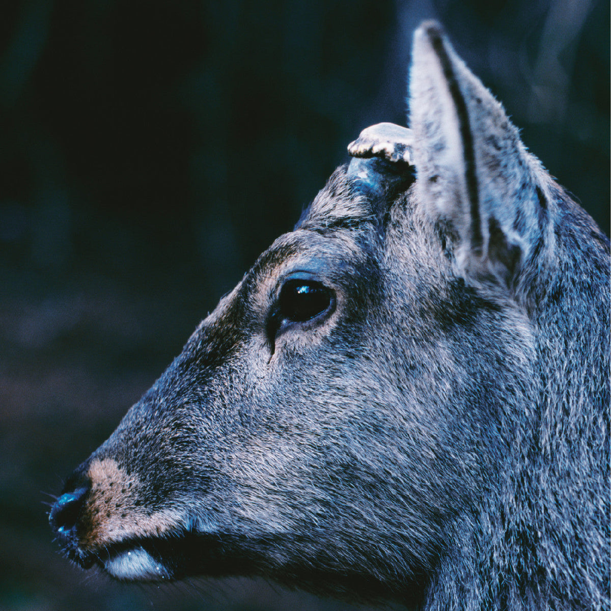 toe - the book about my idle plot on a vague anxiety ("DEER GLISTEN" BLUE VINYL) | Mint (M) Mint (M)-Music History
