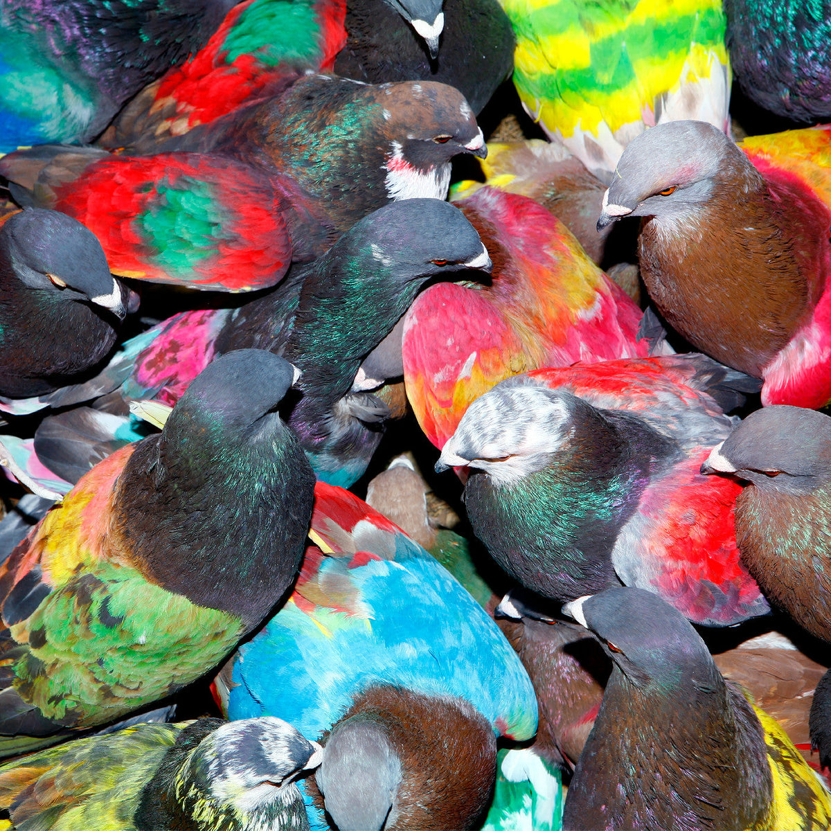 Blawan - Sickelixir (VINYL) | Mint (M) Mint (M)--Music History