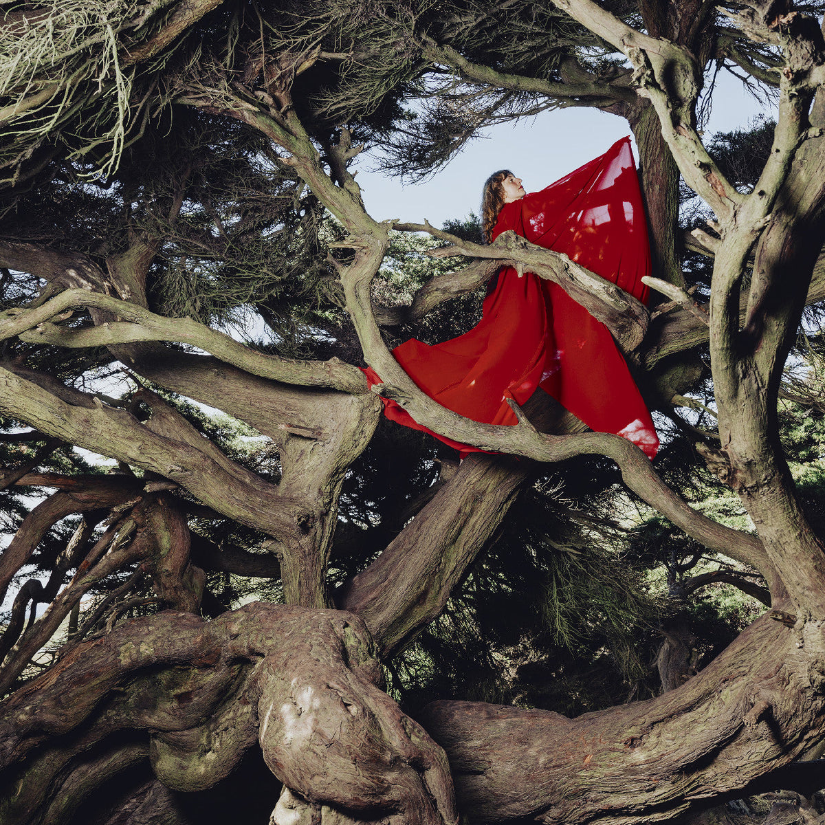 Hannah Frances - Nested In Tangles (CYPRESS SWIRL VINYL) | Mint (M) Mint (M)-Music History