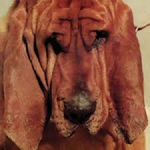 Segall, Ty - Goodbye Bread (CD) |-Music History