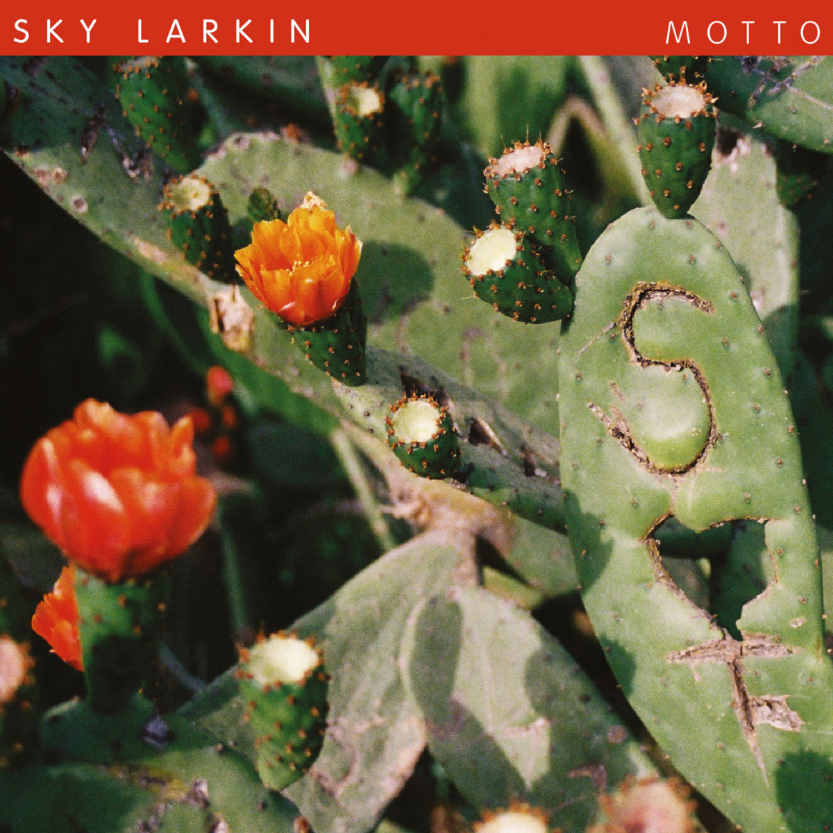 Sky Larkin - Motto |-Music History