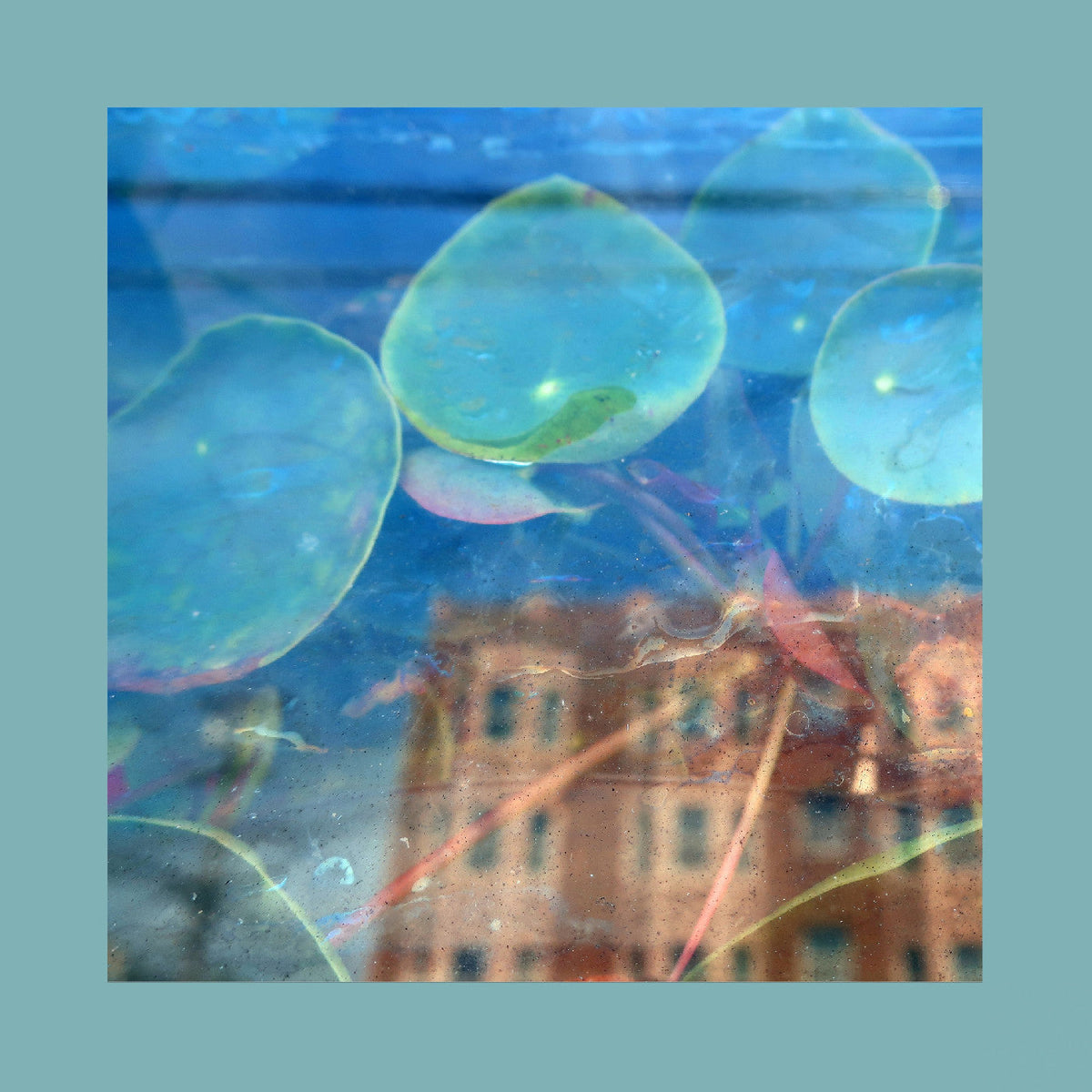 The Reds Pinks & Purples - Acknowledge Kindness (Dark Cloud VINYL) | Mint (M) Mint (M)-Music History